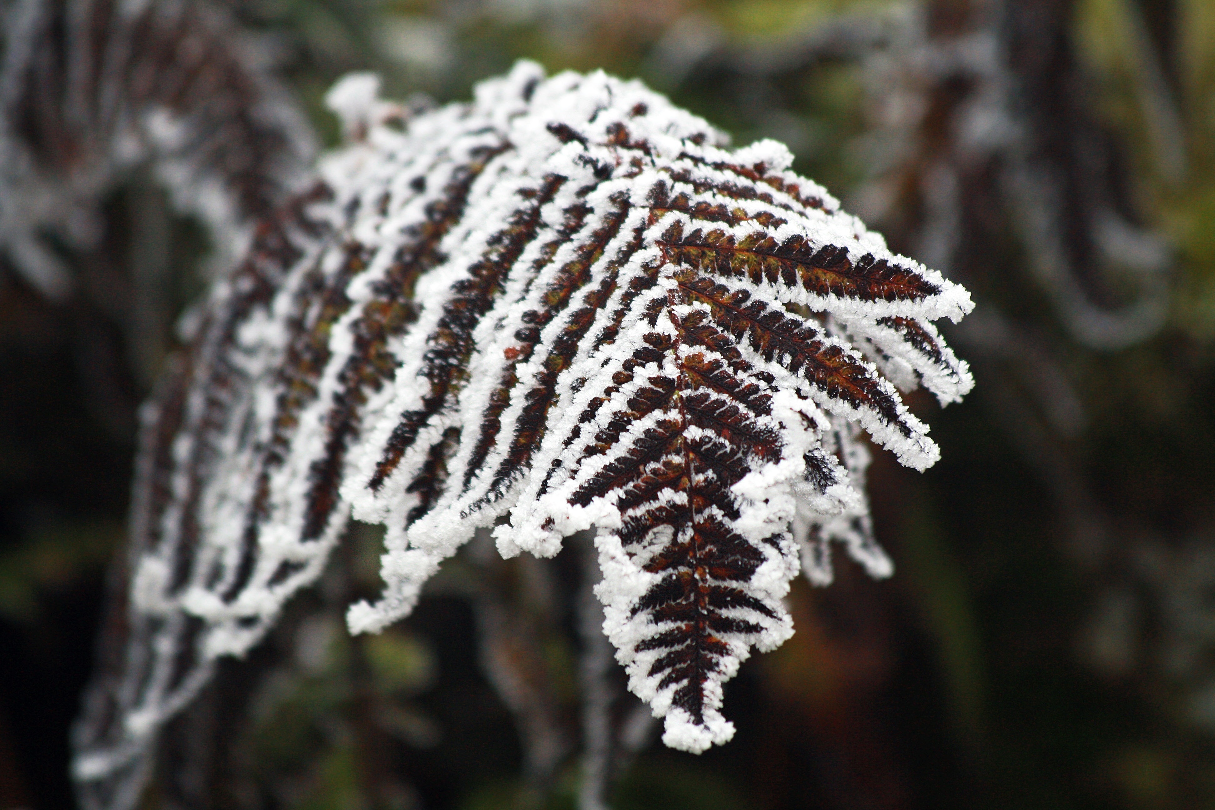 frozen fern plant