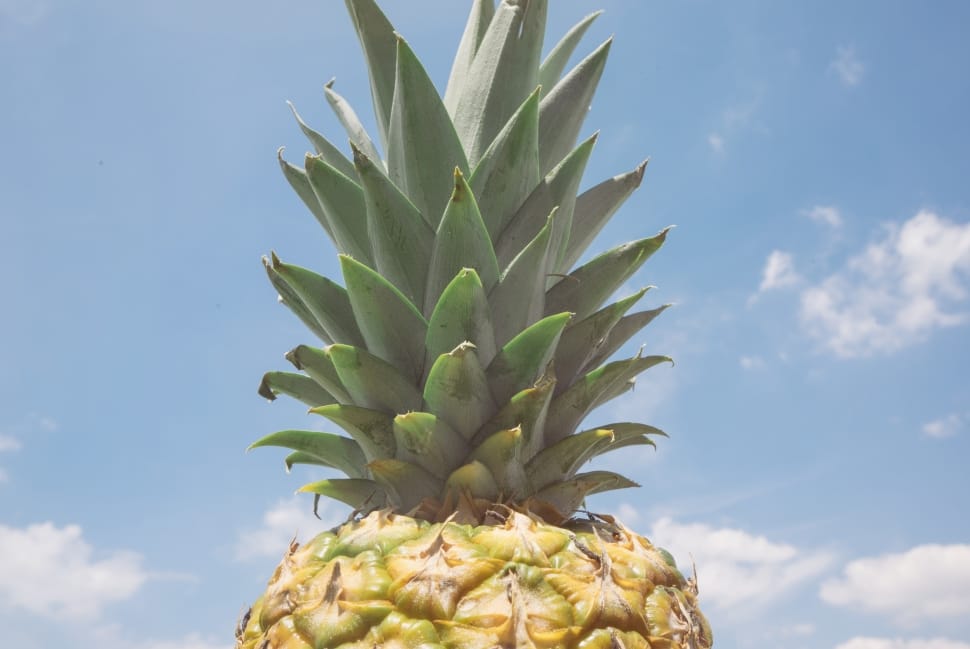 pineapple preview