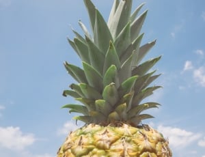 pineapple thumbnail