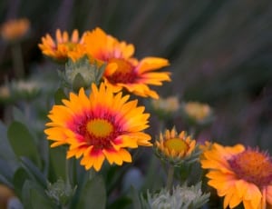 yellow and red blanket flowers thumbnail