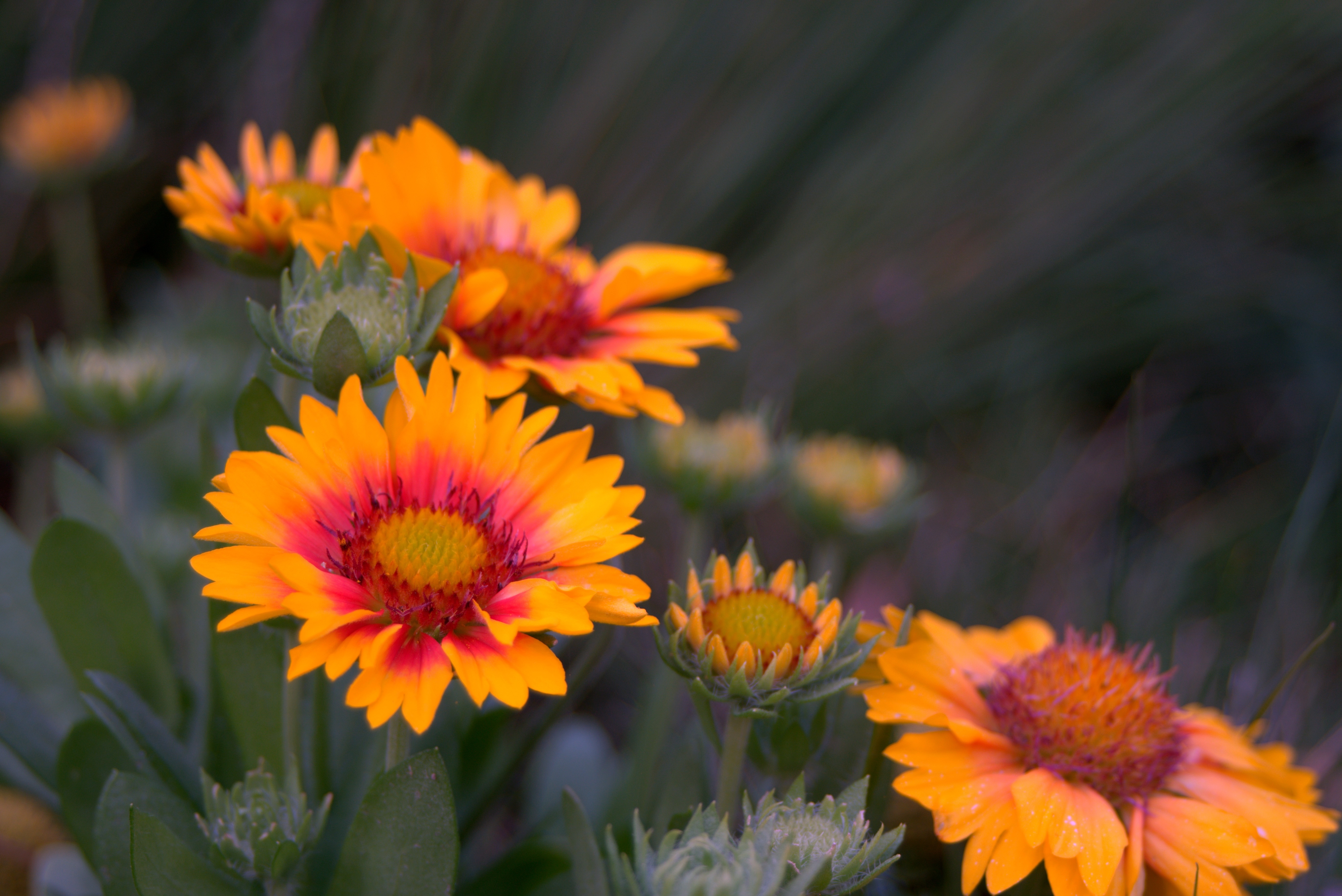 yellow and red blanket flowers