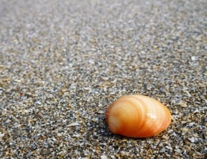 brown and white seashell thumbnail