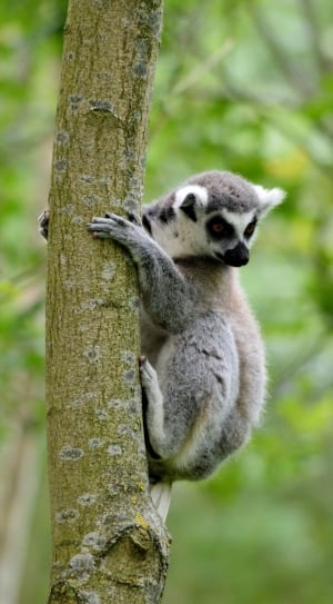 gray lemur thumbnail