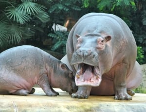 hippopotamus and cub thumbnail