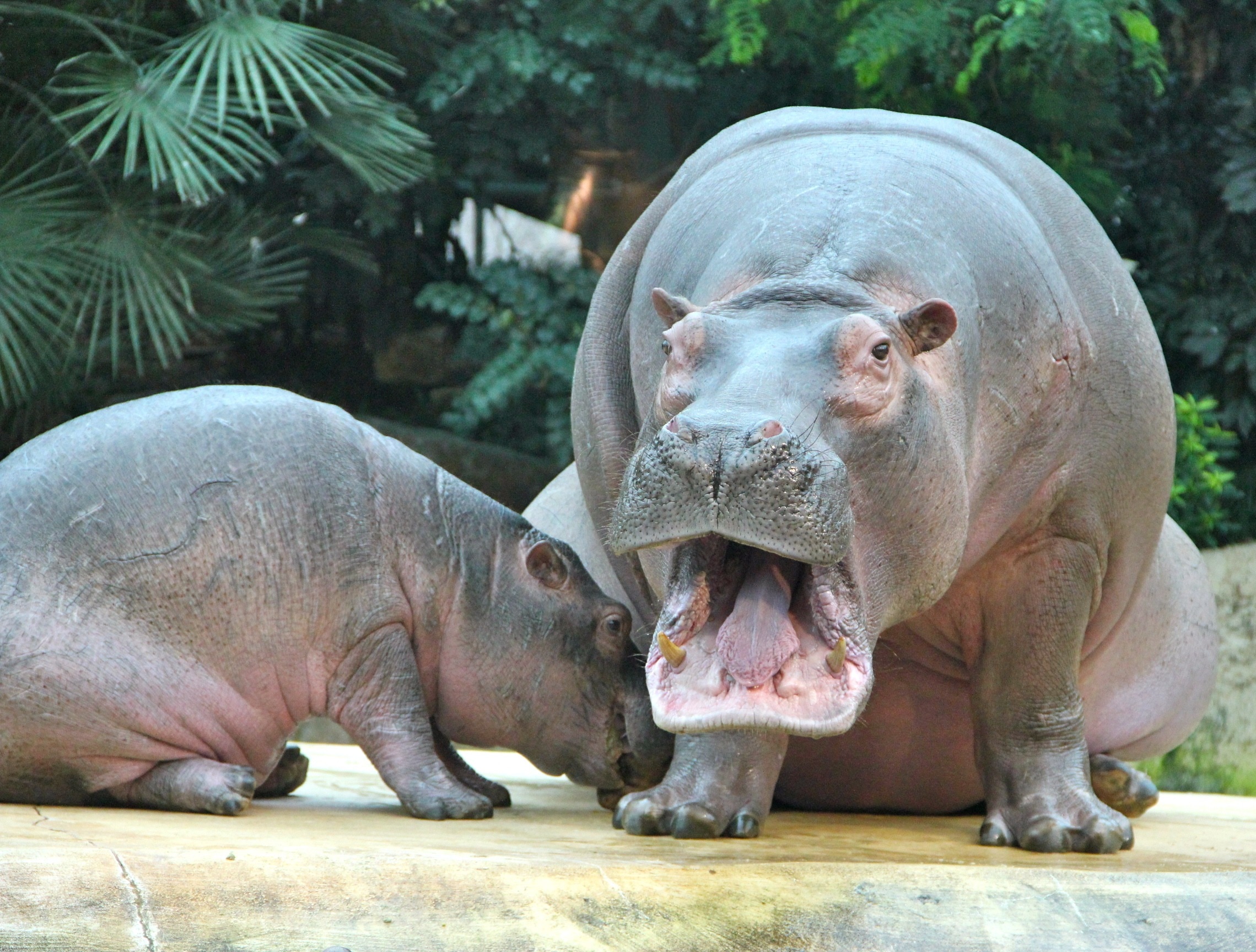 hippopotamus and cub