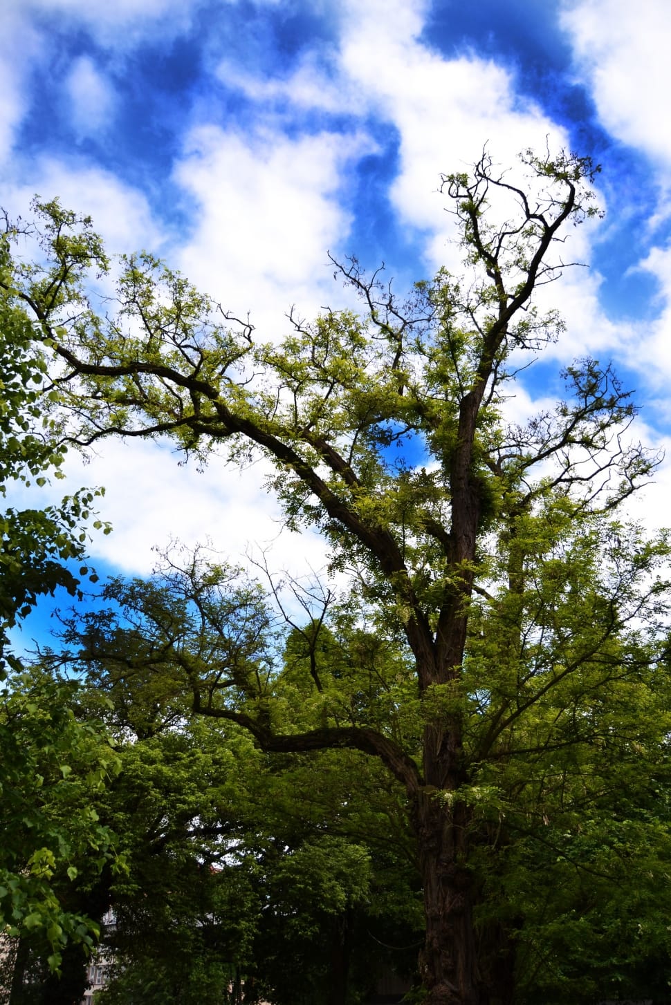 green leaf tree preview