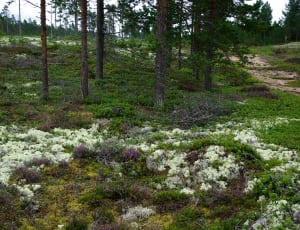 white flowers and green grasses thumbnail