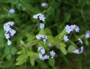 forget me not flowers thumbnail