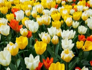 white red and yellow flowers thumbnail