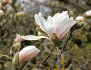 white and pink petaled flower thumbnail
