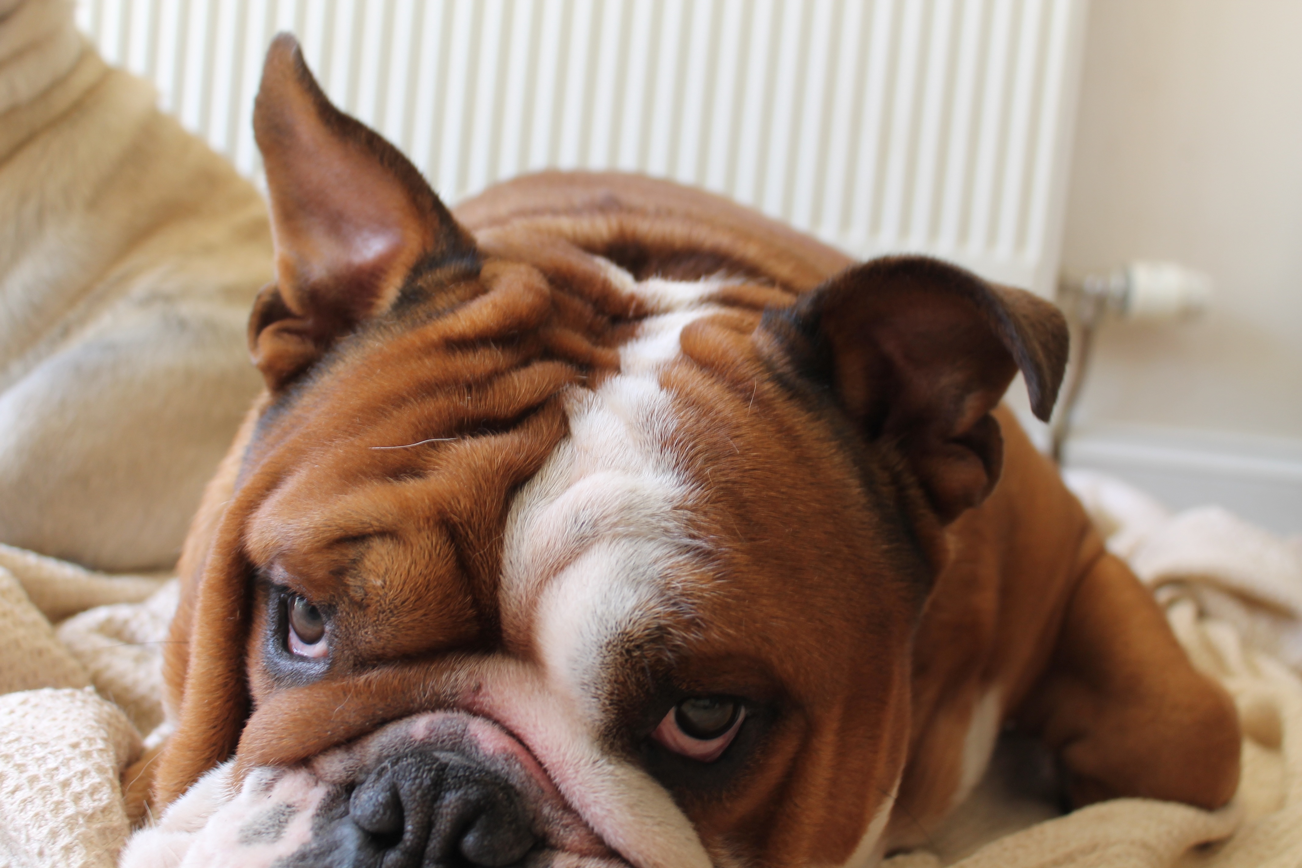 brown and white long coated bulldog