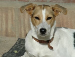 white and brown short coat dog thumbnail