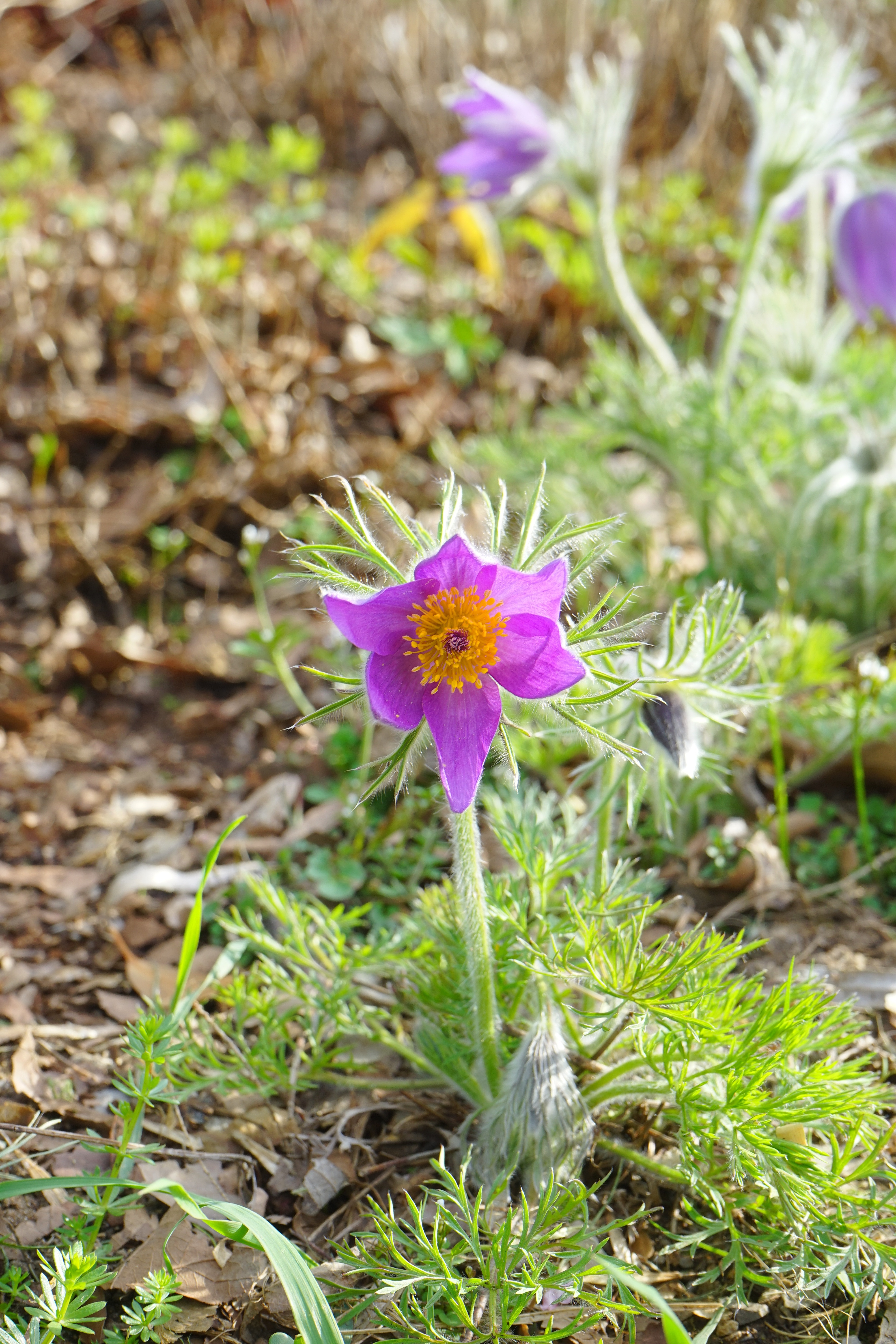purple peataled flower