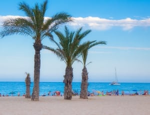 Beach, Palms, Sand, Holiday, Twilight, palm tree, beach thumbnail
