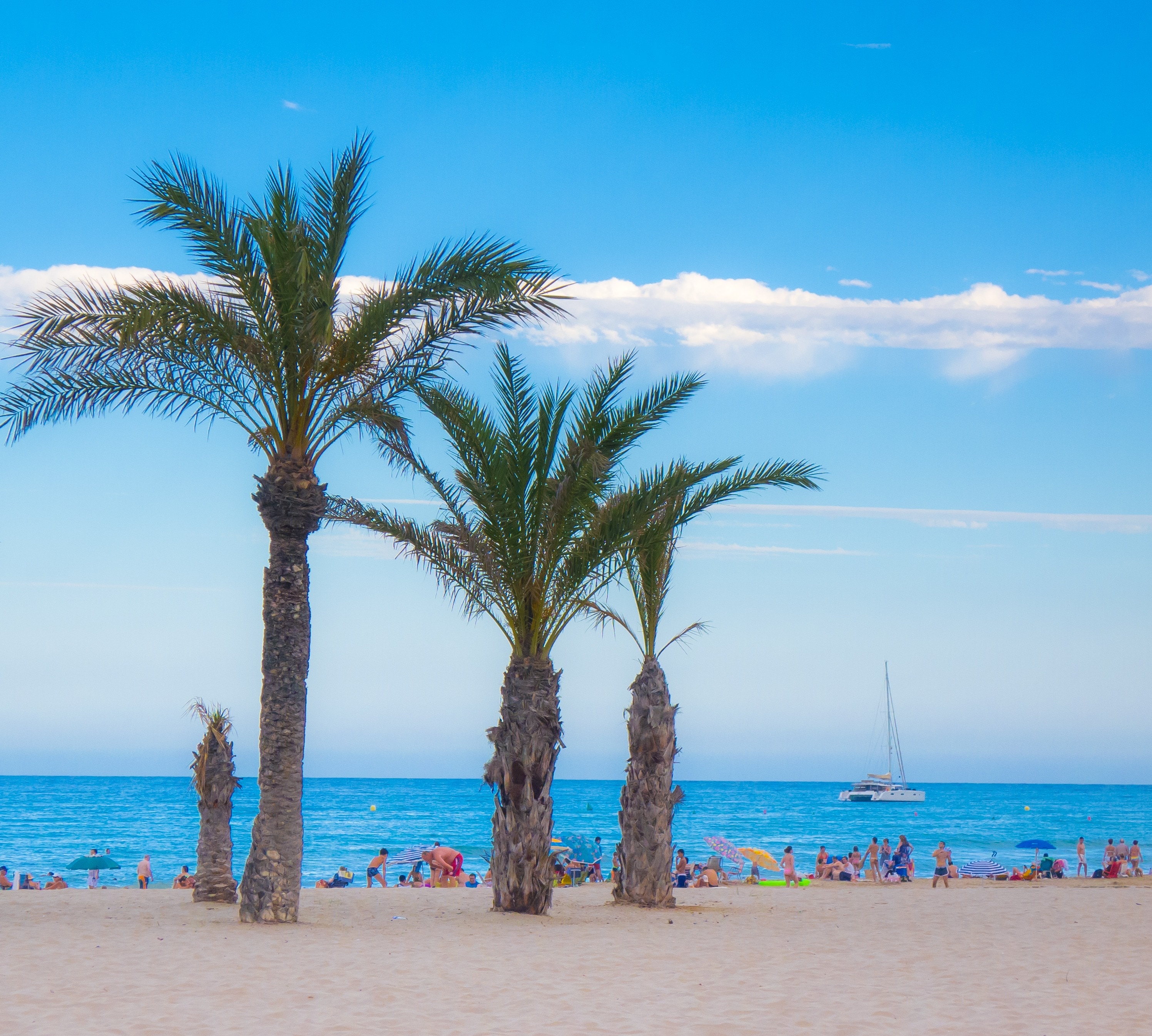 Beach, Palms, Sand, Holiday, Twilight, palm tree, beach free image | Peakpx