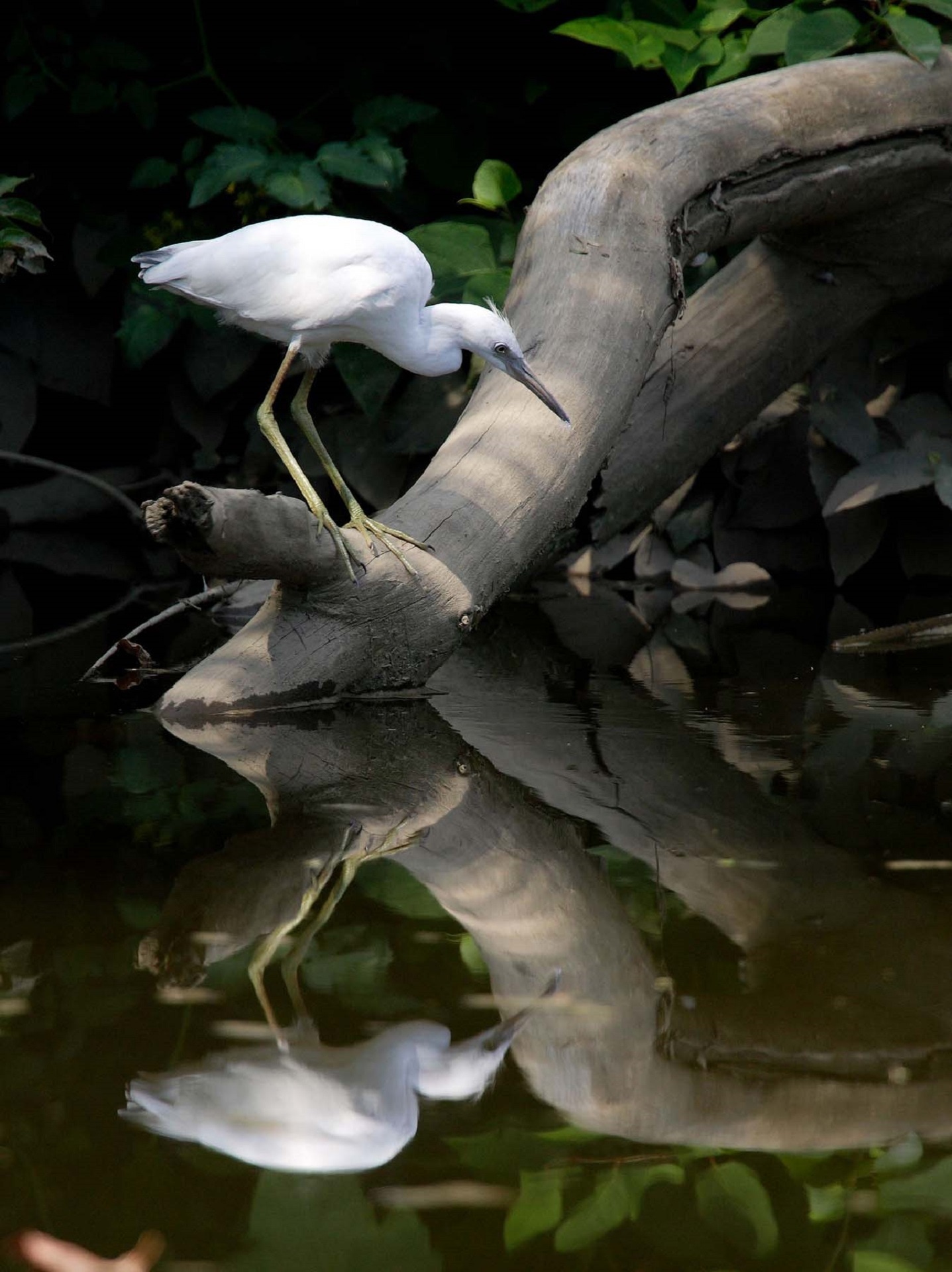 white long beaked bird