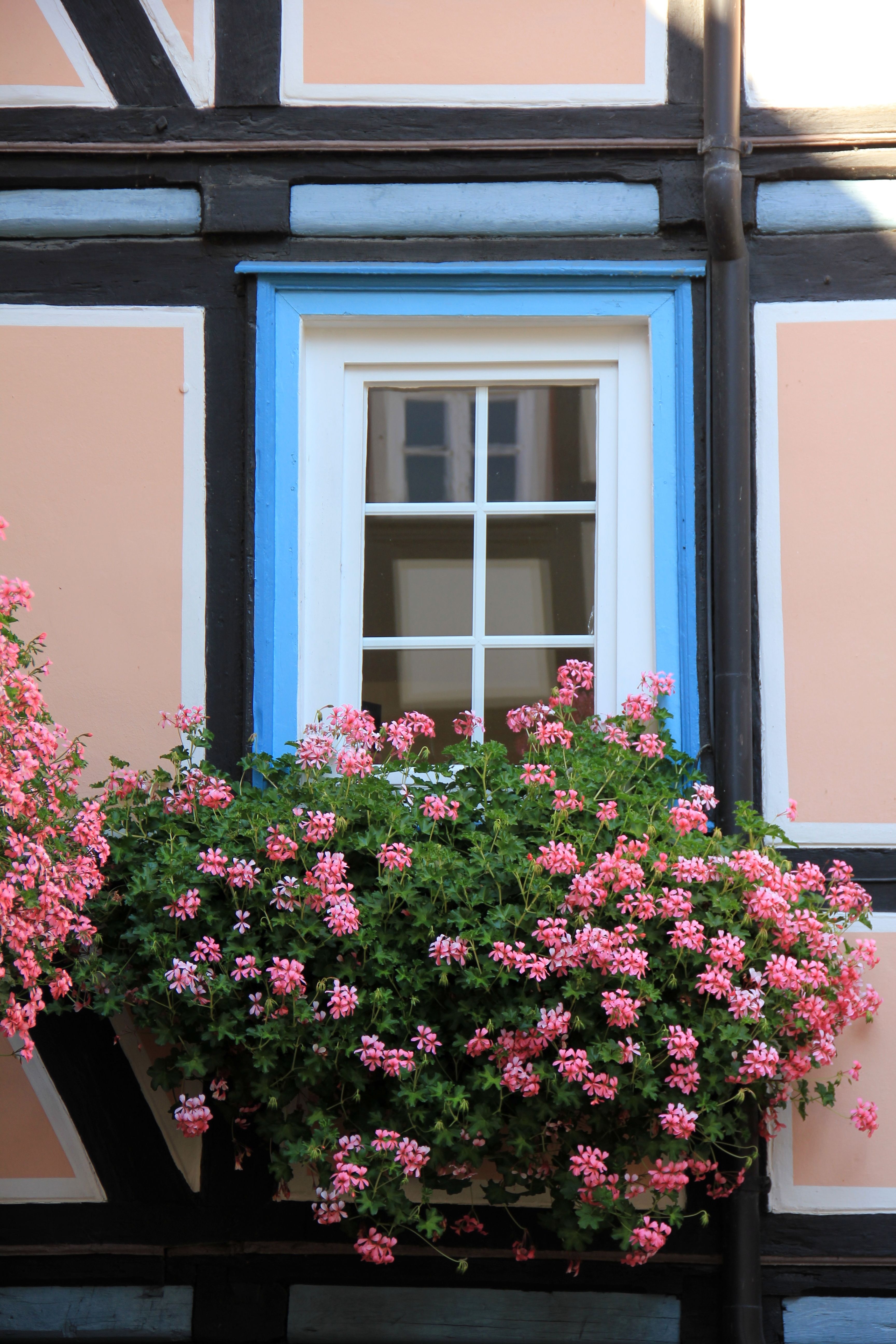 Герань балконная. Цветущий балкон. Пеларгония на балконе. Цветы балконные цветущие. Цветы на фасаде.