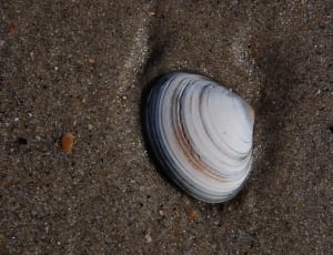 white and black seashell thumbnail