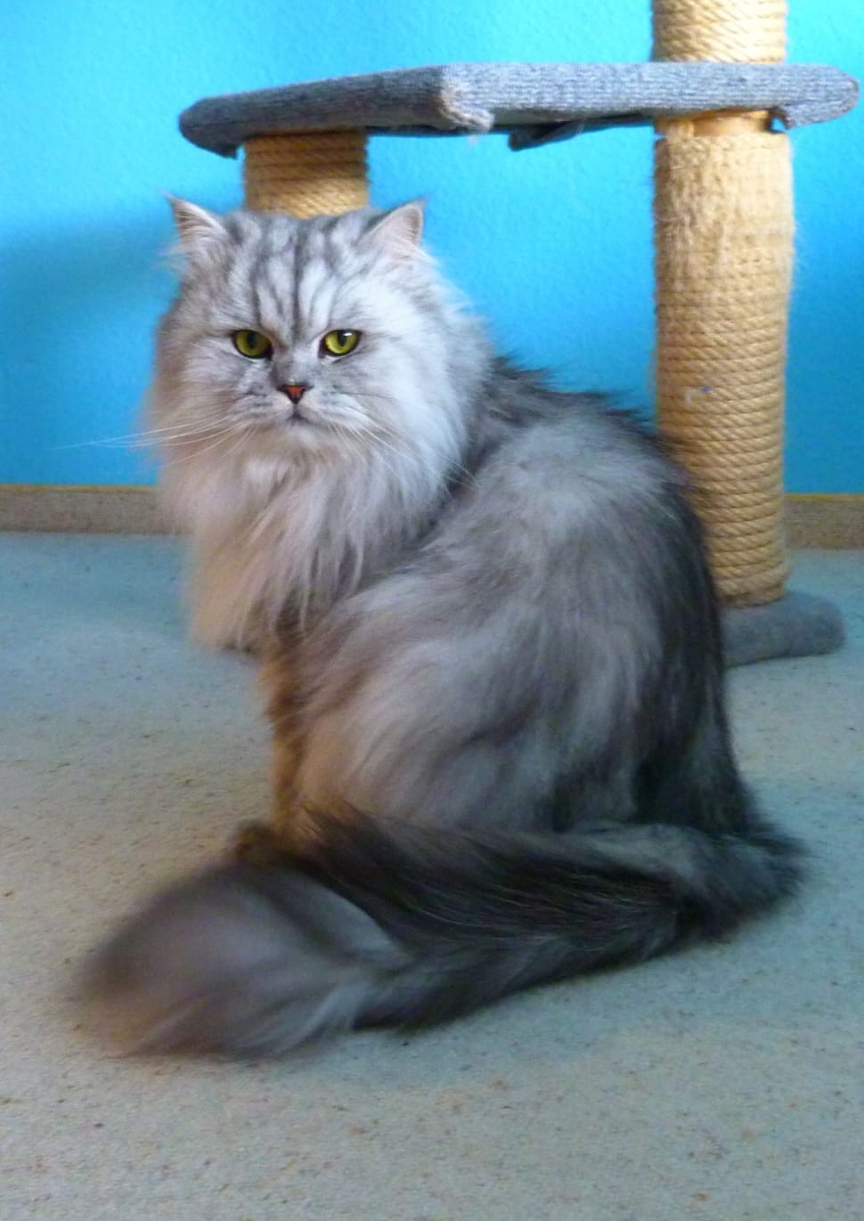 gray persian cat preview