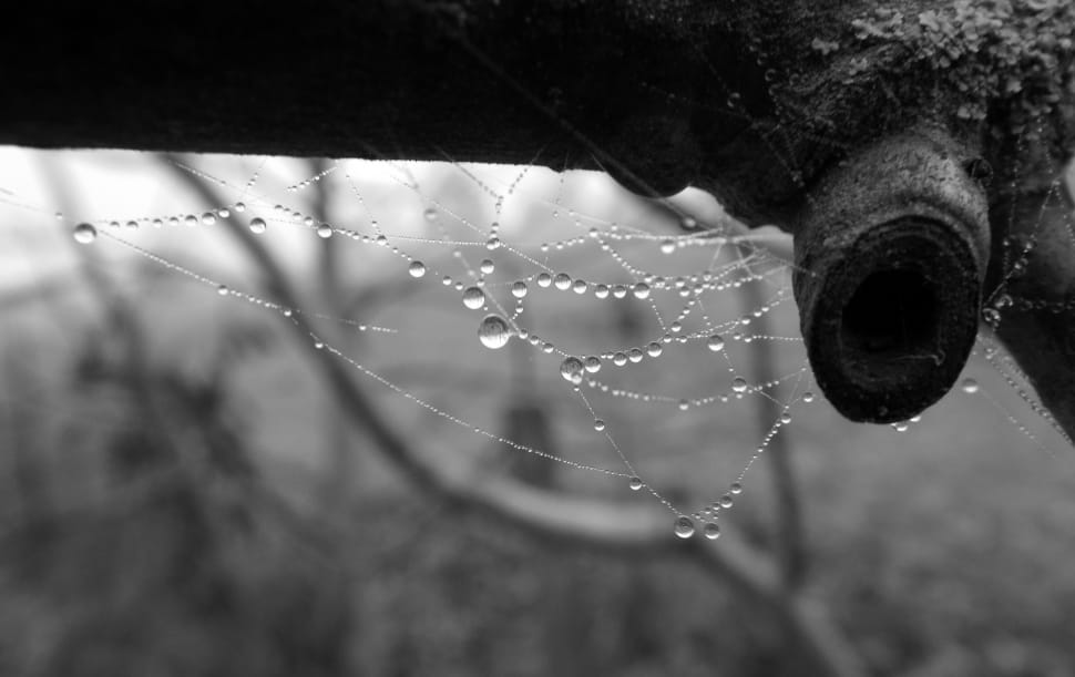 spiderweb photo preview