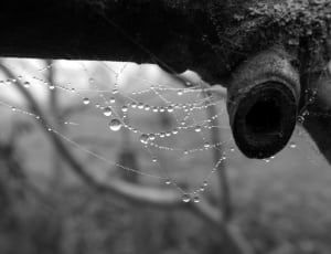 spiderweb photo thumbnail