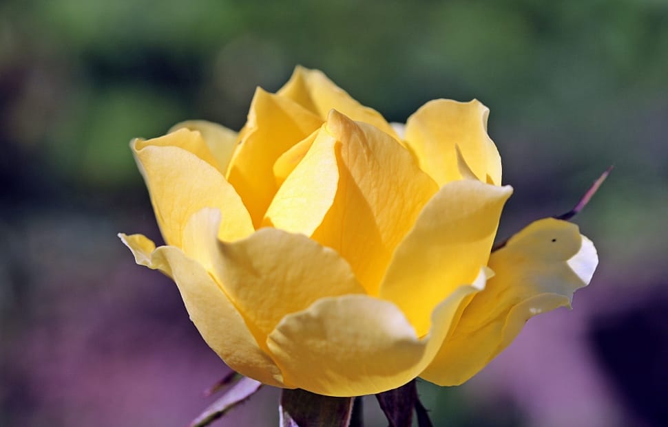 yellow rose flower preview
