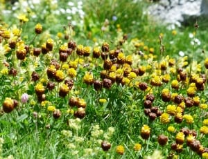 brown and yellow petaled flowers thumbnail