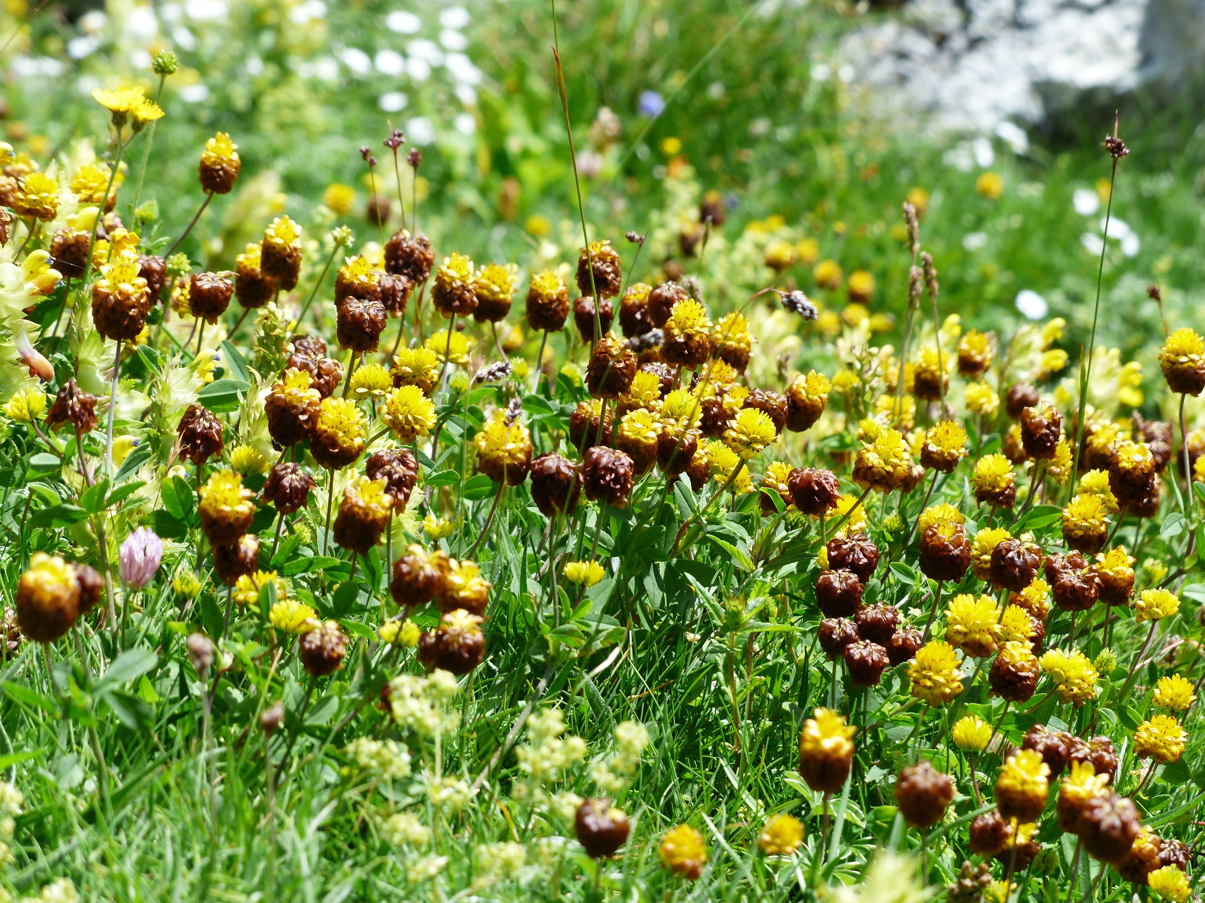 brown and yellow petaled flowers