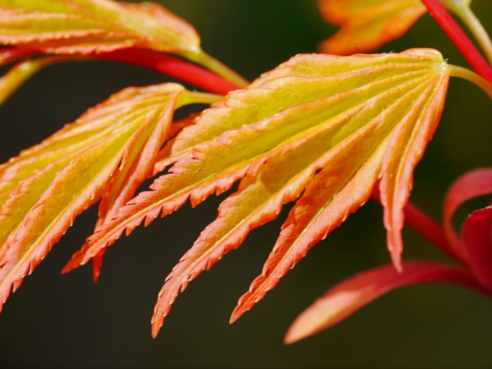 red and yellow leaf plant preview