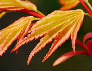red and yellow leaf plant thumbnail