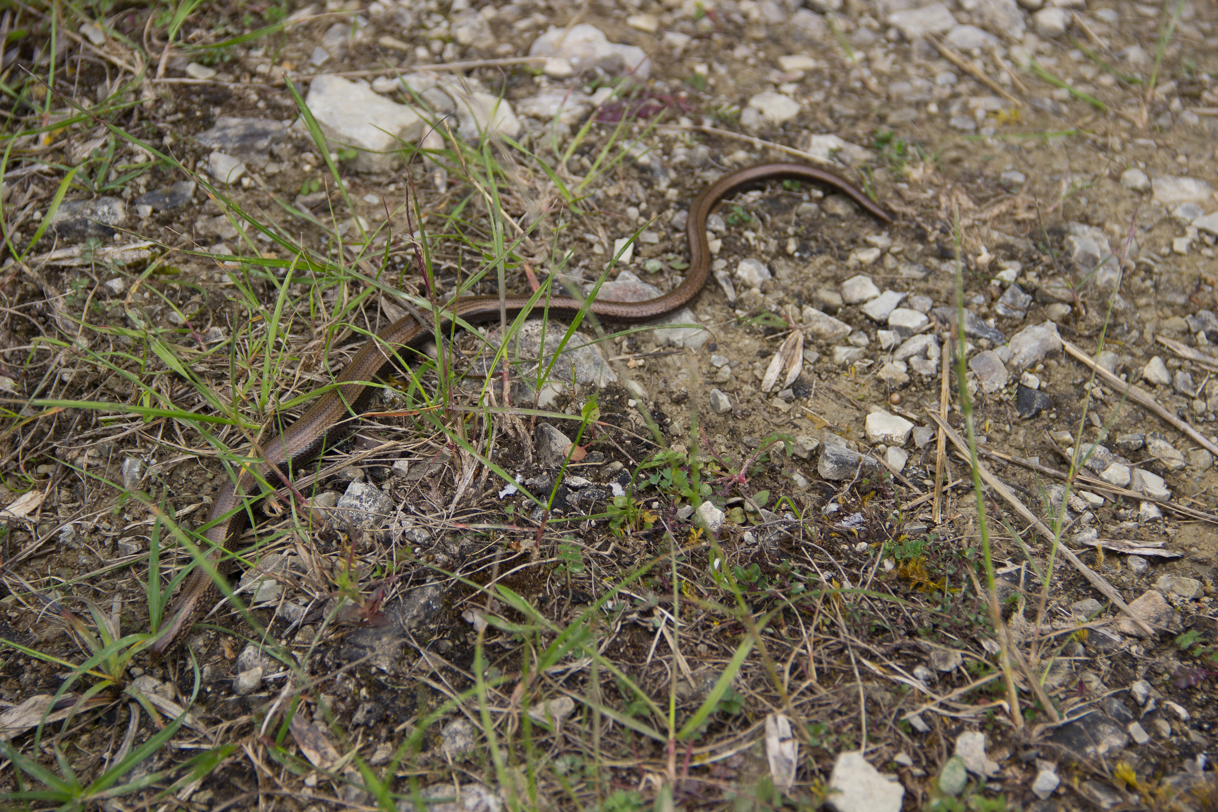 brown snake