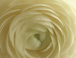 white multi petaled flower thumbnail