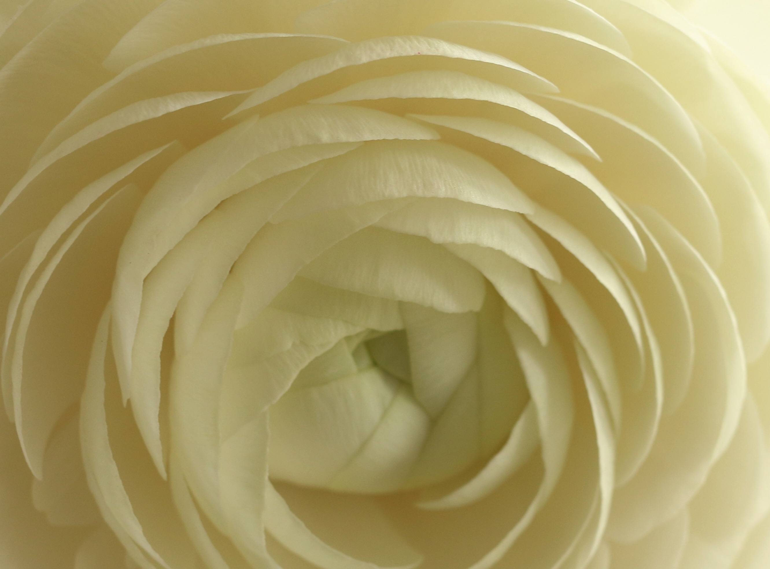 white multi petaled flower
