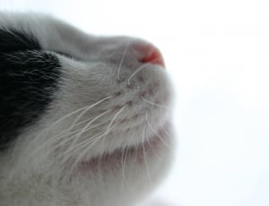 white and black coated kitten thumbnail