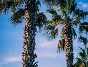 green palm trees thumbnail
