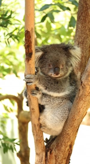 Koala bear holding on brown tree branch at daytime thumbnail