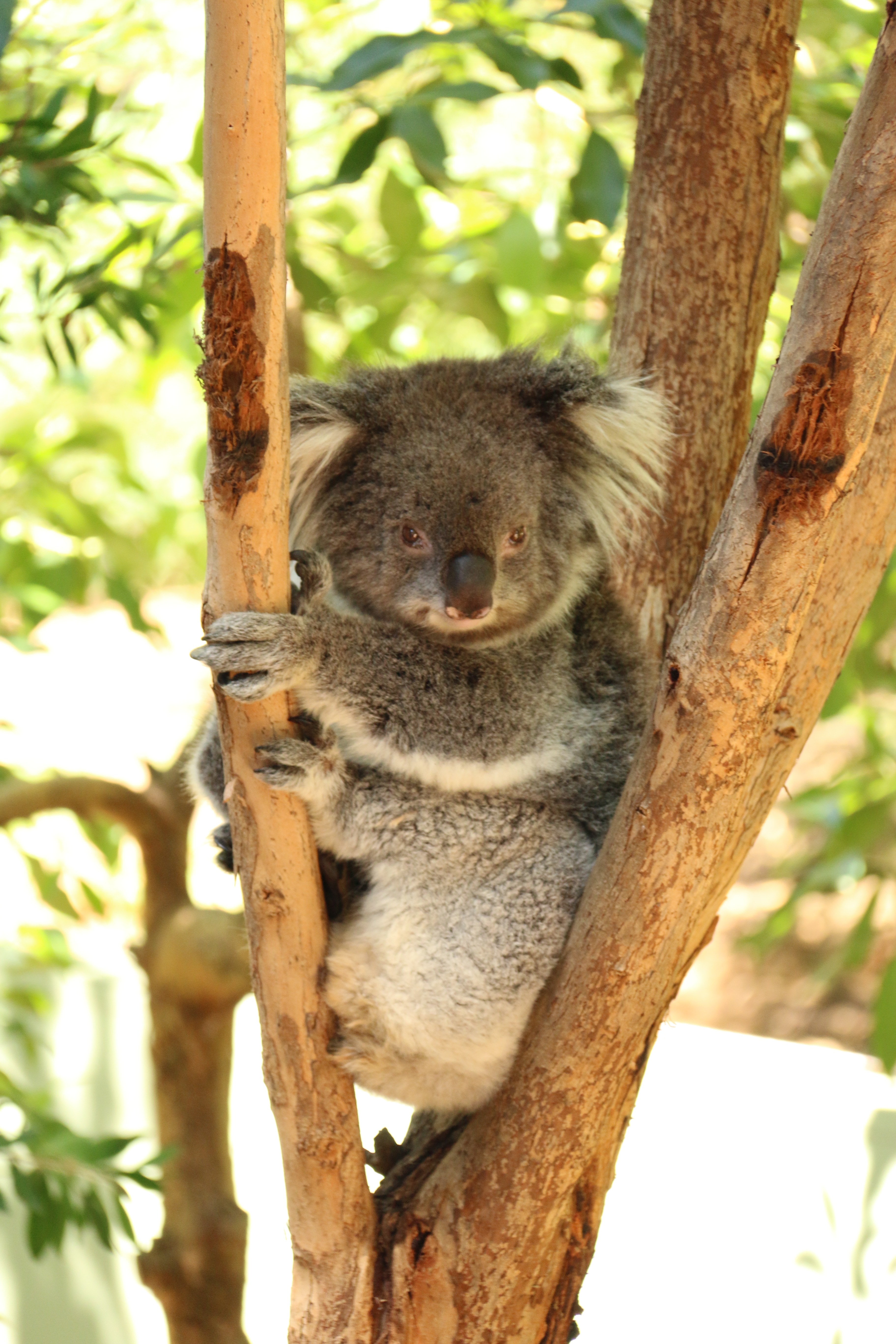Koala bear holding on brown tree branch at daytime