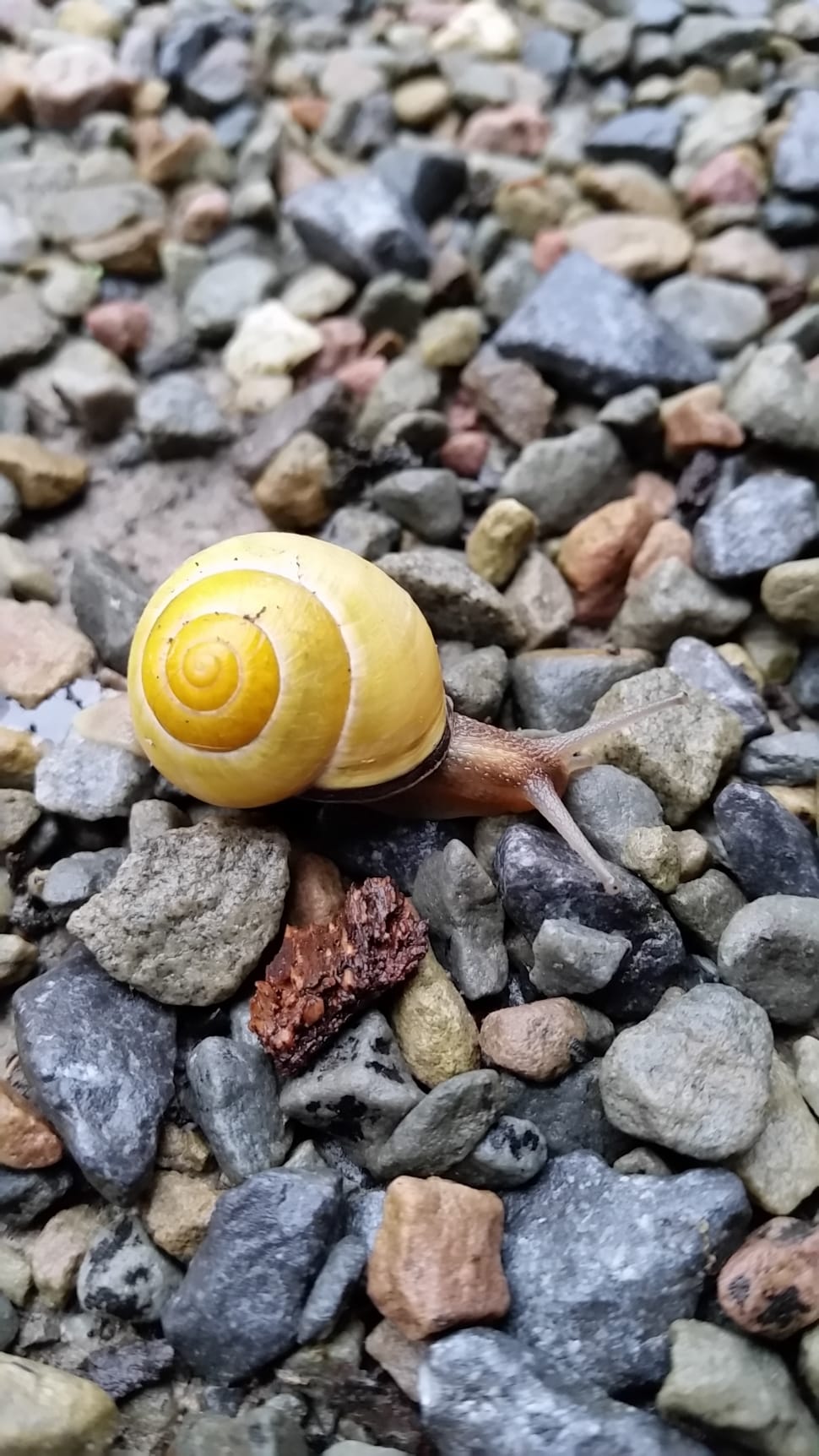 yellow and brown snail preview
