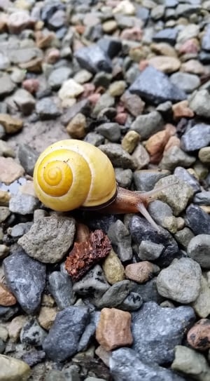 yellow and brown snail thumbnail