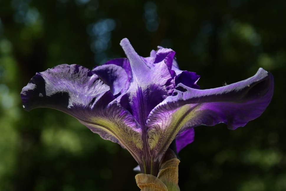 purple iris preview