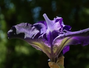 purple iris thumbnail