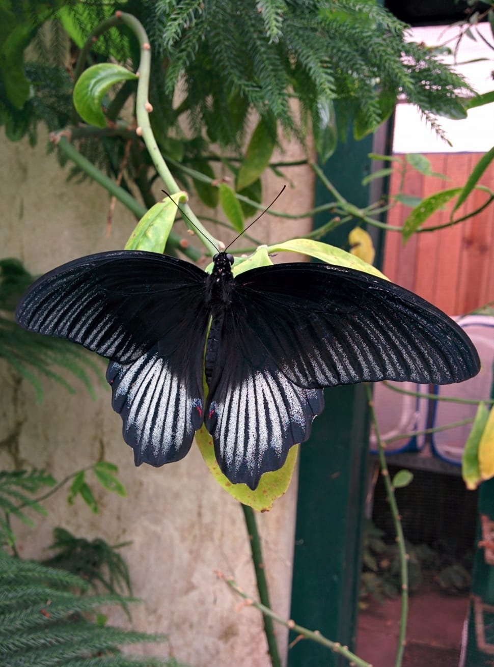 black swallowtail butterfly preview
