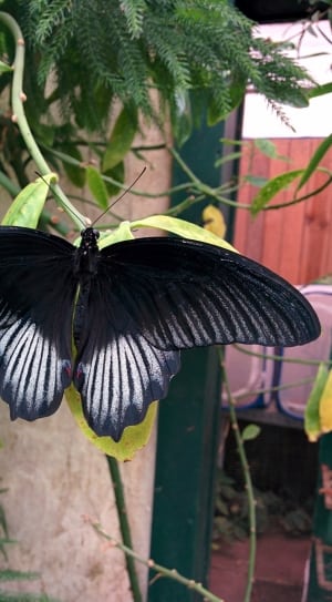 black swallowtail butterfly thumbnail
