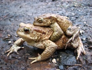 2 brown frogs thumbnail