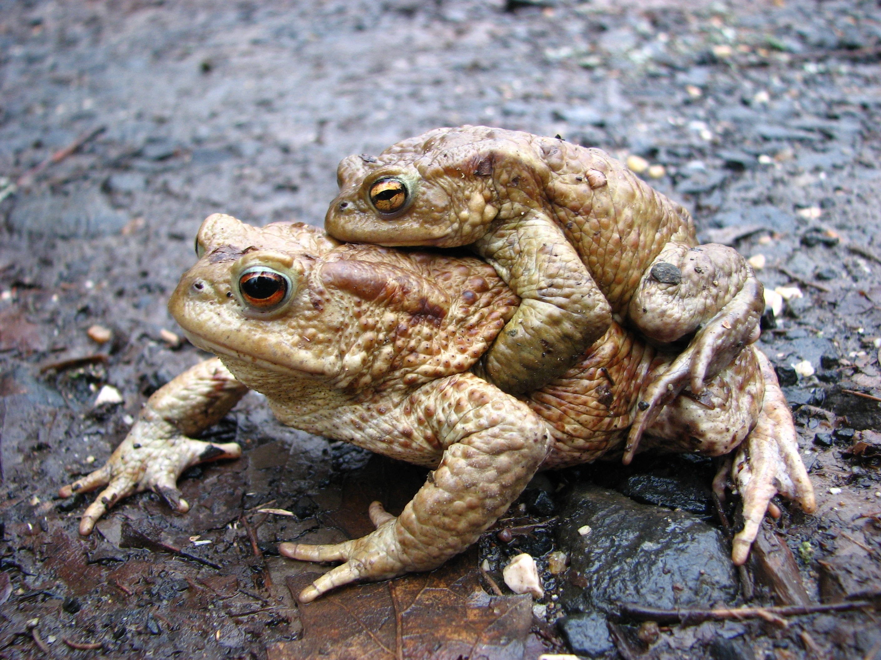 2 brown frogs