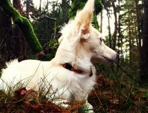white long coat medium dog thumbnail