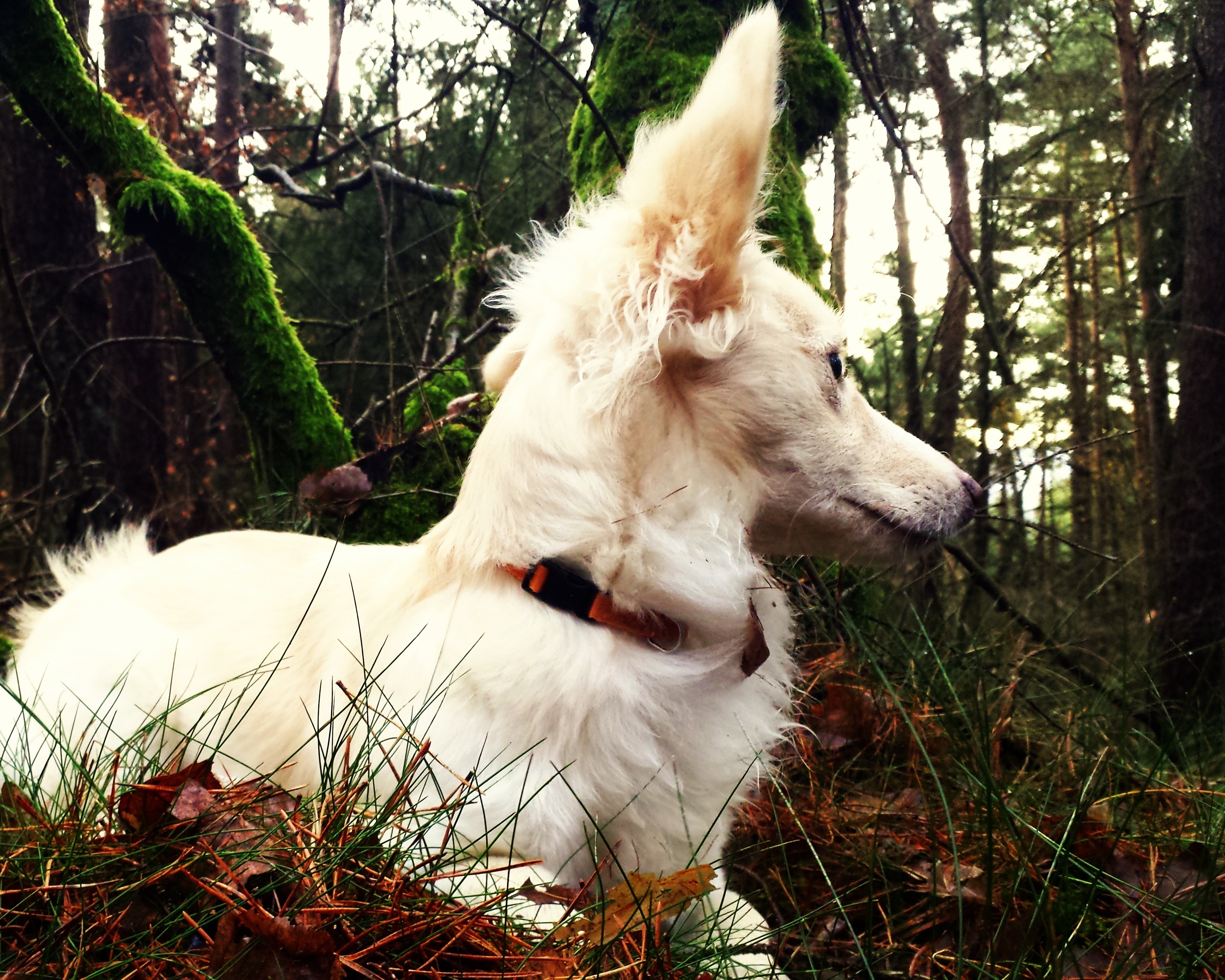 white long coat medium dog