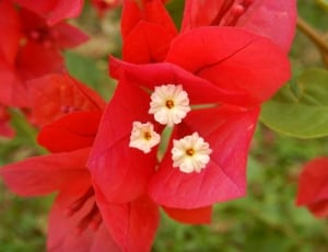 red and white flower thumbnail