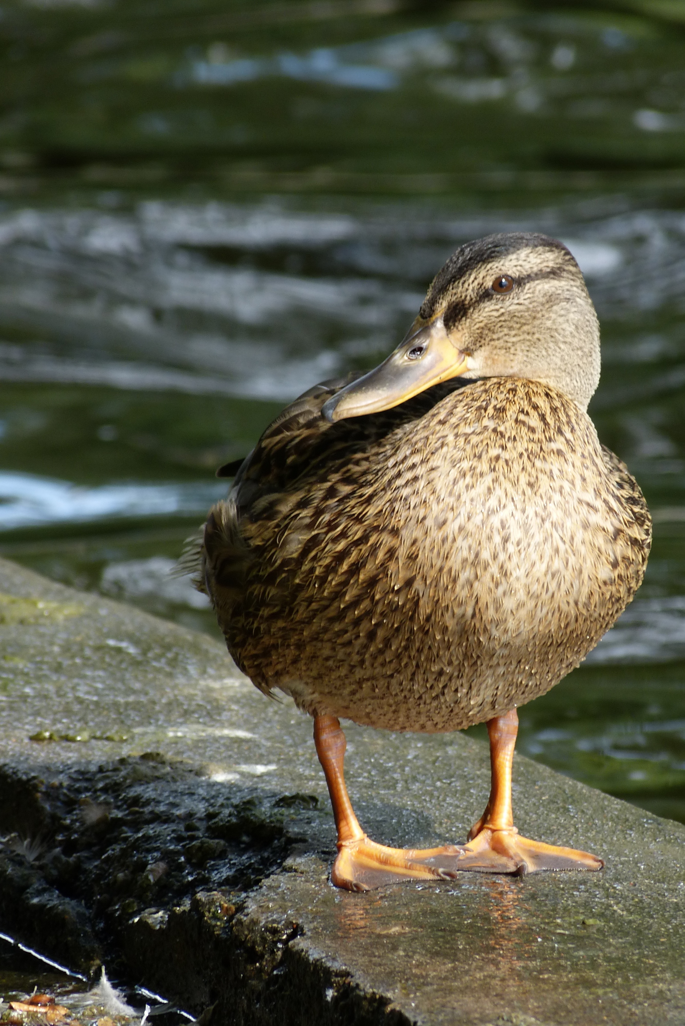 gray and black duck