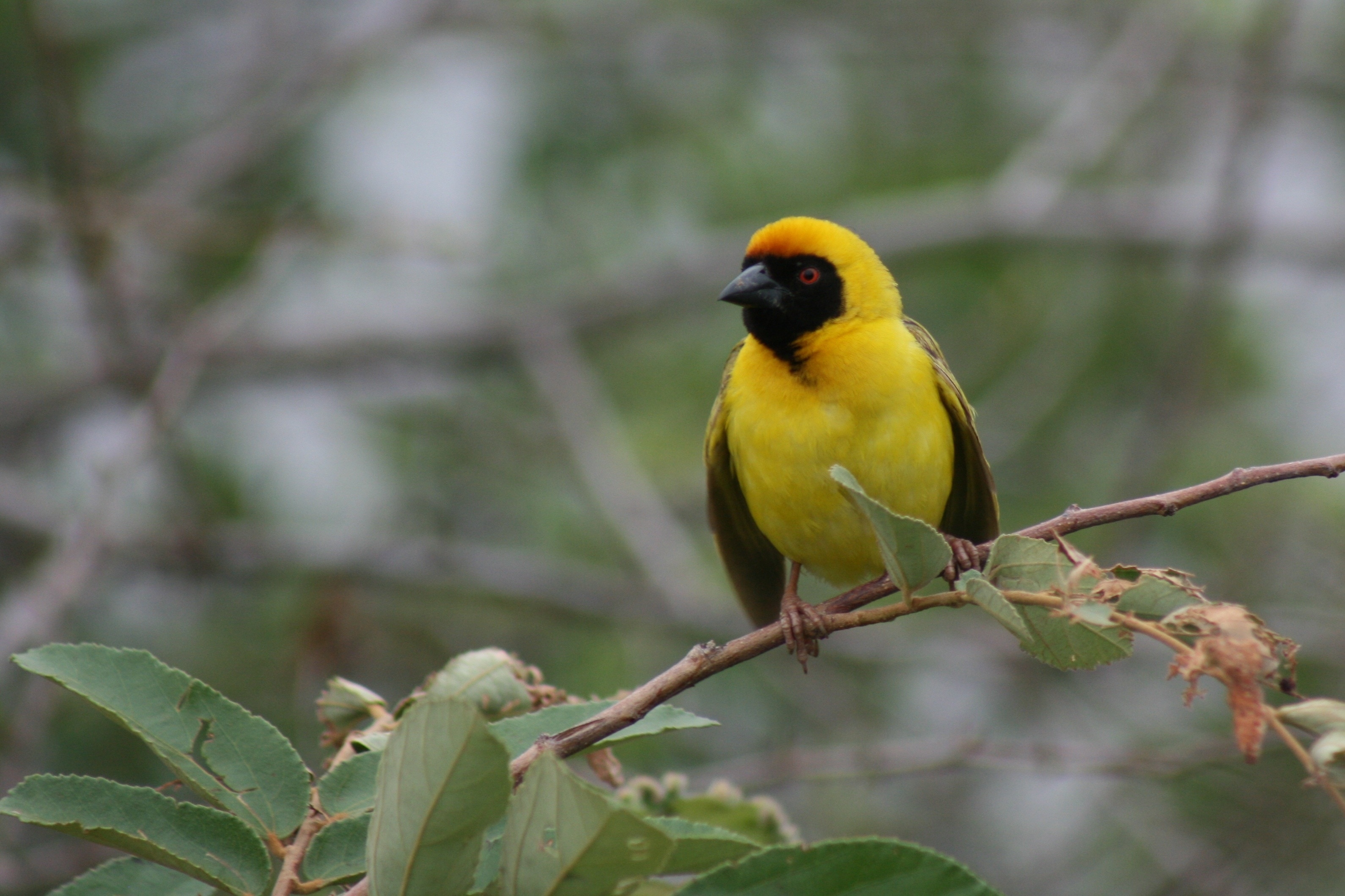 yellow and black bird